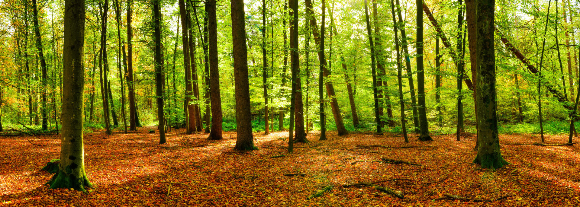 Panorama of a bright forest with big trees, a lot of autumn leav