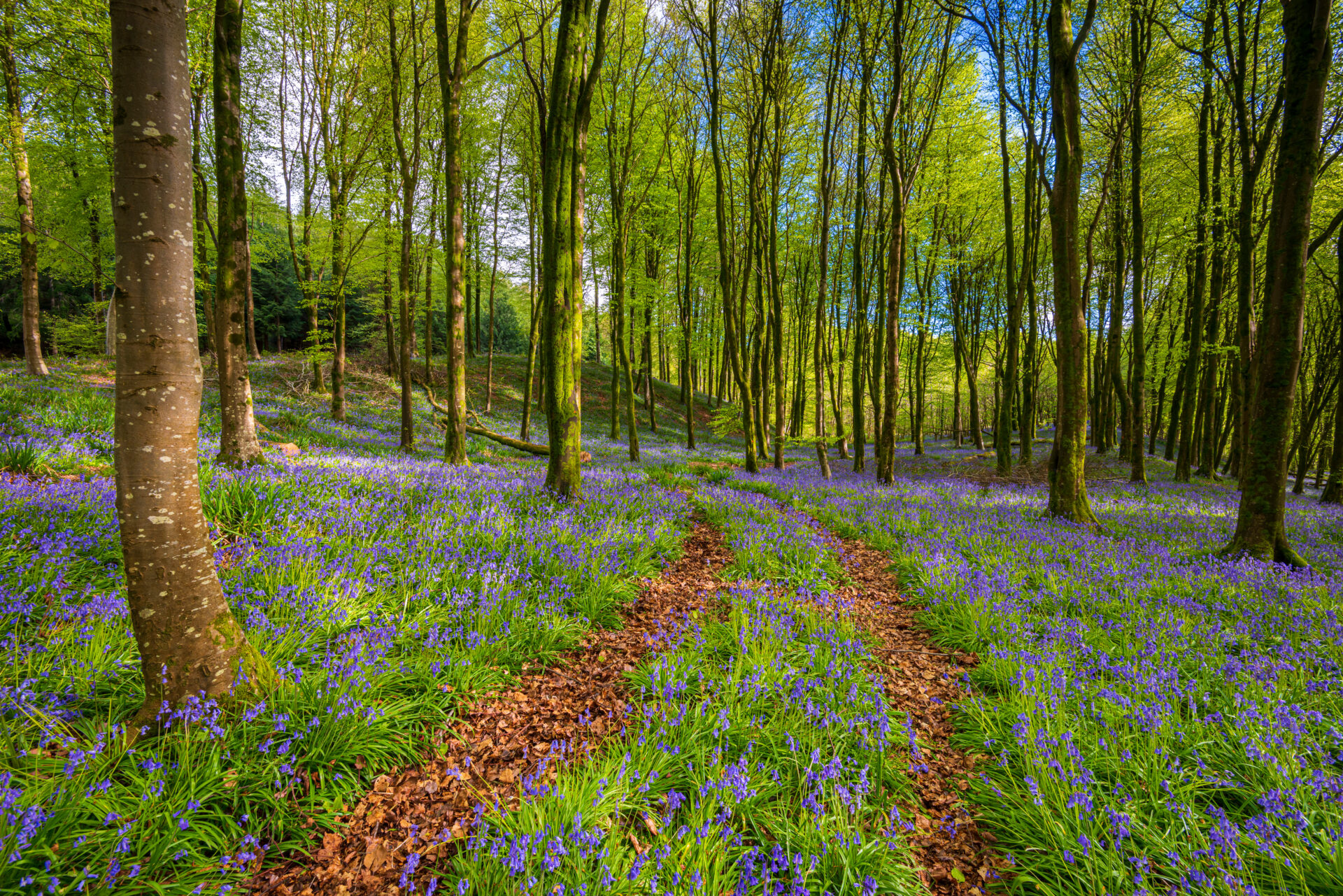 Bluebells carpet woodland in Dorset with sun shining through the beech and birch canopy of bright green leaves contrasting with the blue and purple of the bluebell flowers